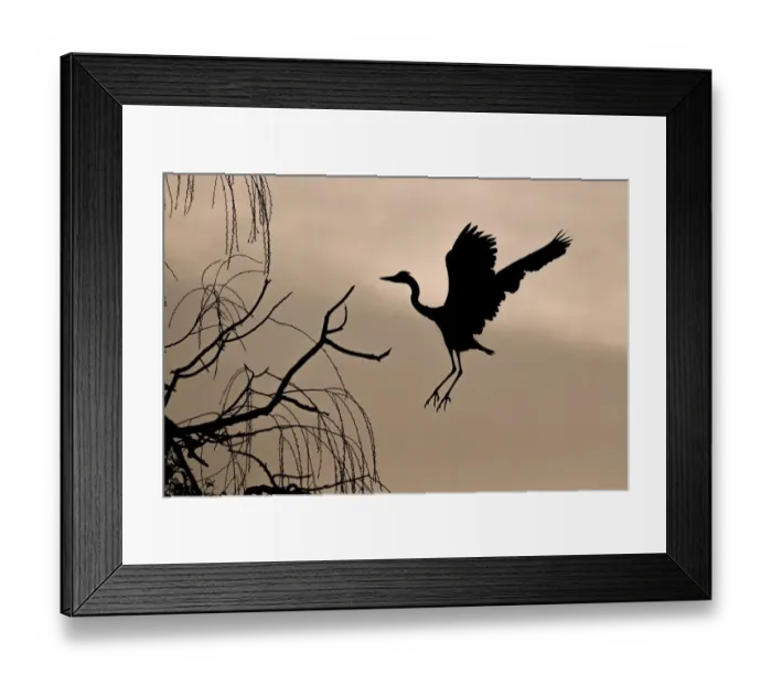 Framed Print : Grey heron (Ardea cinerea) on approach to tree at dawn, Hesse, Germany Framed Print : Grey heron (Ardea cinerea) on approach to tree at dawn, Hesse, Germany