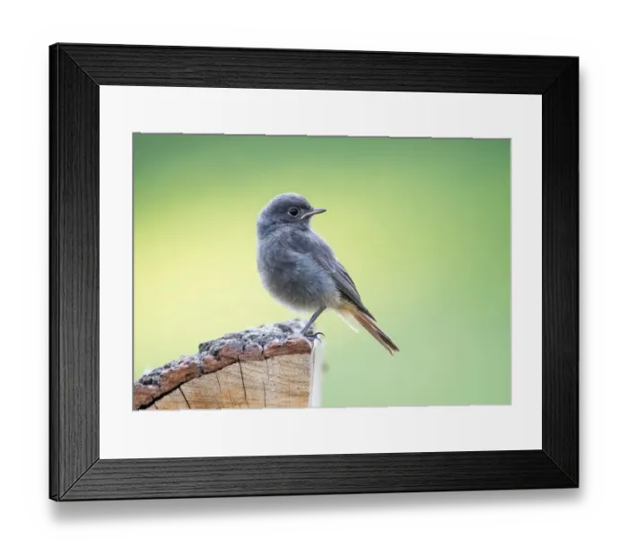 Framed Print : Young black redstart (Phoenicurus ochruros), Hesse, Germany Framed Print : Young black redstart (Phoenicurus ochruros), Hesse, Germany