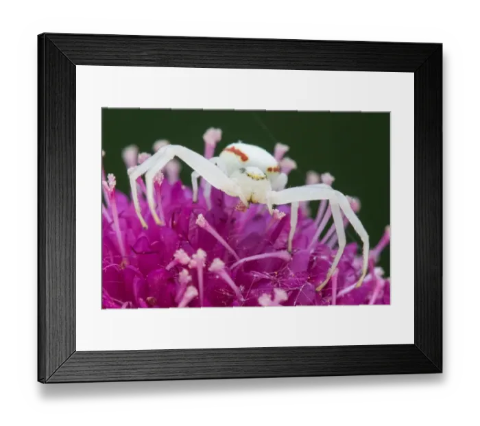 Framed Print : Goldenrod Crab Spider (Misumena vatia) on Japanese Scabious flower (Scabiosa japonica