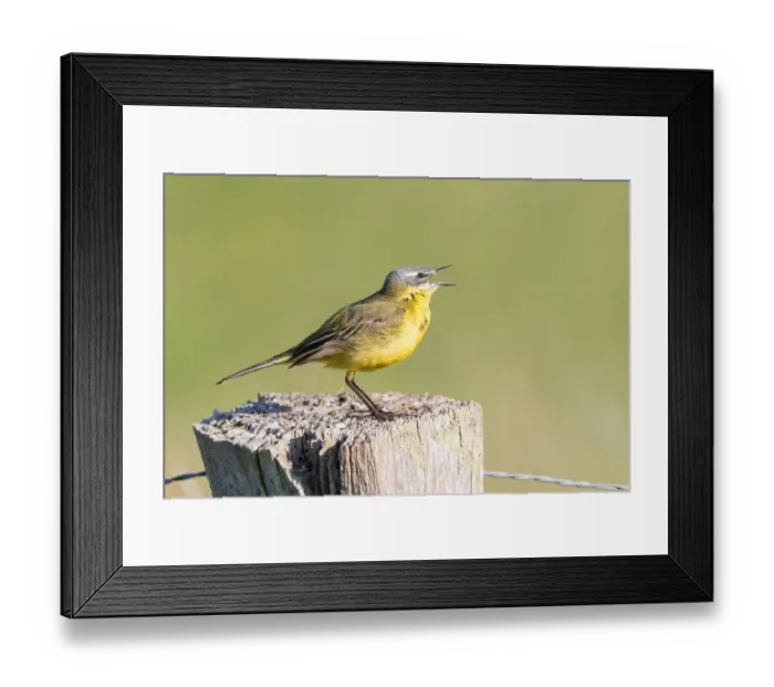 Framed Print : Yellow Wagtail (Motacilla flava) on fence post, Lower Saxony, Germany