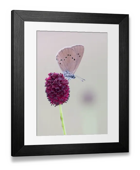 Framed Print : Scarce Large Blue (Phengaris teleius) on Great Burnet (Sanguisorba officinalis), Hesse Framed Print : Scarce Large Blue (Phengaris teleius) on Great Burnet (Sanguisorba officinalis), Hesse