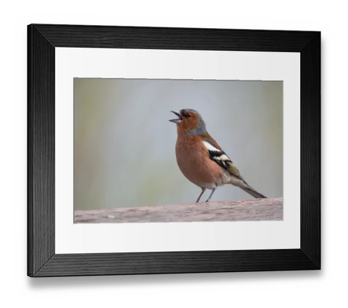 Framed Print : Chirping Chaffinch (Fringilla coelebs), Hesse, Germany Framed Print : Chirping Chaffinch (Fringilla coelebs), Hesse, Germany