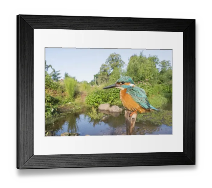 Framed Print : Kingfisher (Alcedo atthis) on branch in his habitat, wide angle shot, Hesse, Germany Framed Print : Kingfisher (Alcedo atthis) on branch in his habitat, wide angle shot, Hesse, Germany