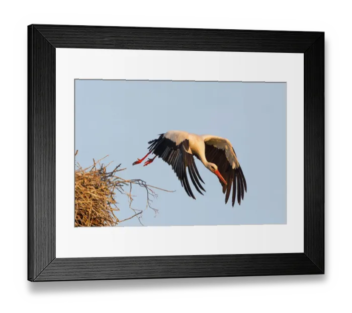 Framed Print : White Stork -Ciconia ciconia- taking off from the nest, North Hesse, Kassel Framed Print : White Stork -Ciconia ciconia- taking off from the nest, North Hesse, Kassel