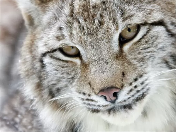 Portrait of a Eurasian Lynx -Lynx lynx-, Hesse, Germany