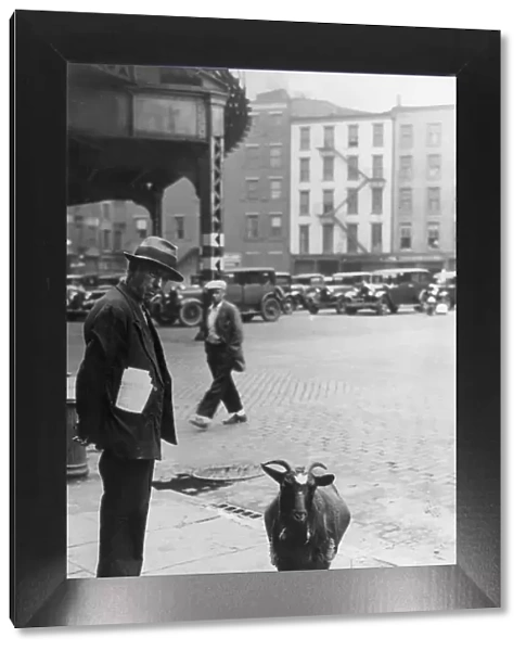 New York City Sidewalk Goat, circa 1930