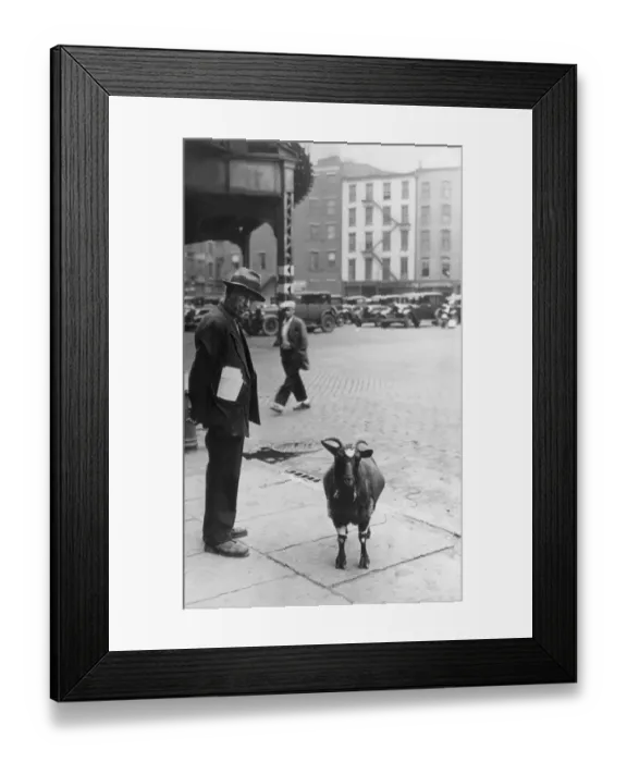 Framed Print : New York City Sidewalk Goat, circa 1930 Framed Print : New York City Sidewalk Goat, circa 1930