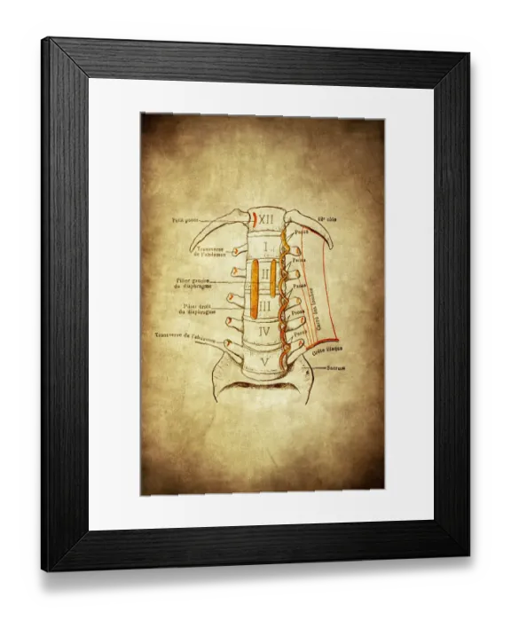 Framed Print : View of the anterior aspect of the lumbar vertebrae Framed Print : View of the anterior aspect of the lumbar vertebrae