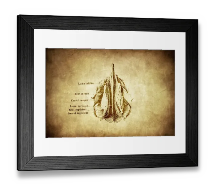 Framed Print : Ethmoid bone