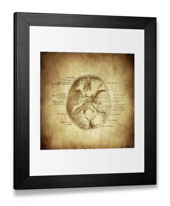 Framed Print : Base of a Skull section