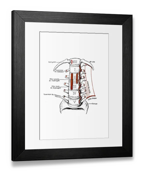 Framed Print : View of the anterior aspect of the lumbar vertebrae Framed Print : View of the anterior aspect of the lumbar vertebrae