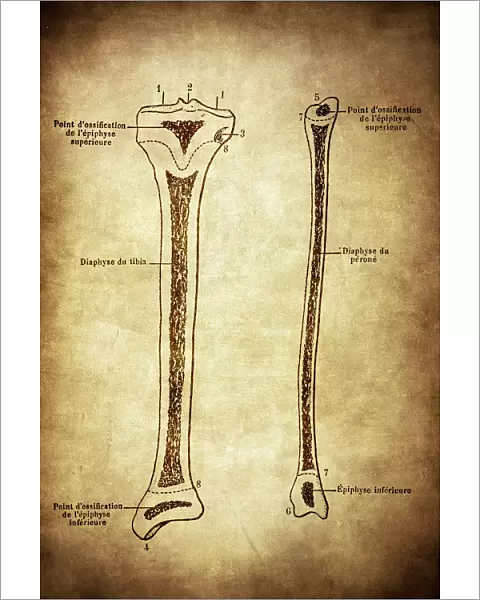Ossification of the tibia and fibula (leg bone)