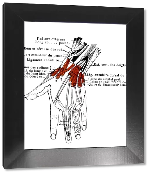 Dorsal tendons of the wrist