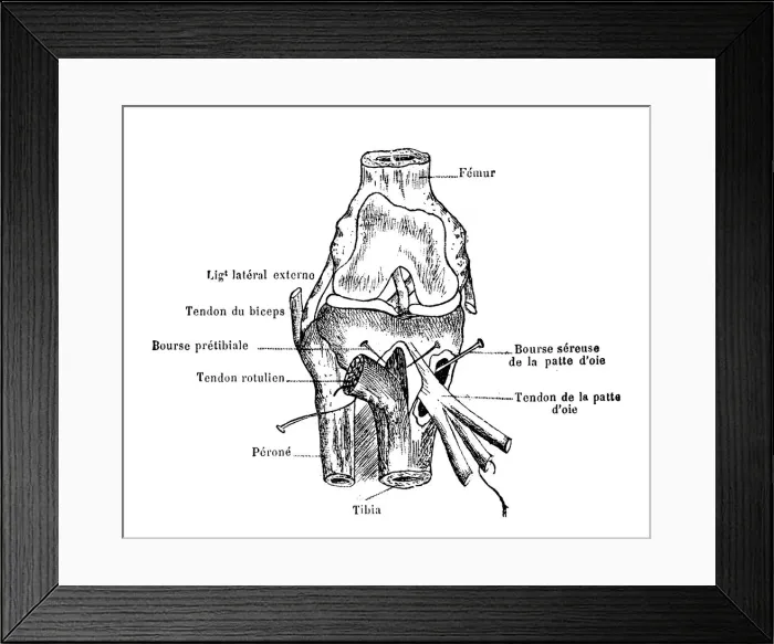 Framed Print : Knee. Illustration of a Knee Framed Print : Knee. Illustration of a Knee