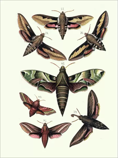Moths, Sphingidae, Bedstraw hawk-moth, Spurge, Striped, Elephant, Oleander