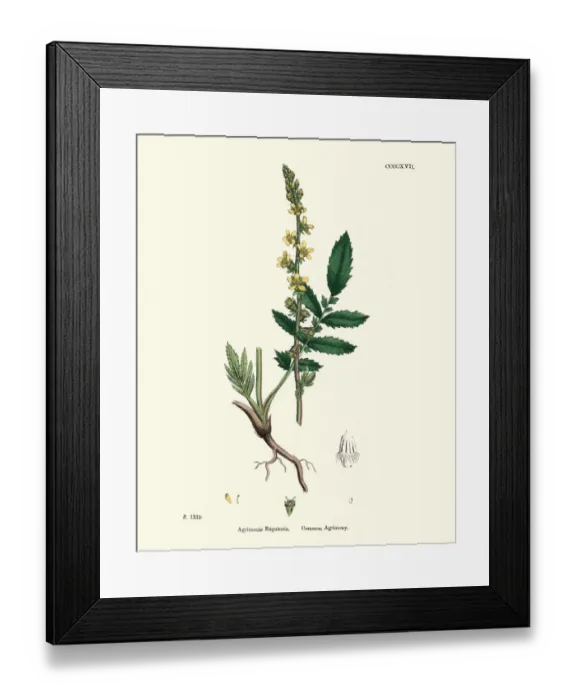 Framed Print : Plants, Agrimonia eupatoria, common agrimony, 19th Century print Framed Print : Plants, Agrimonia eupatoria, common agrimony, 19th Century print