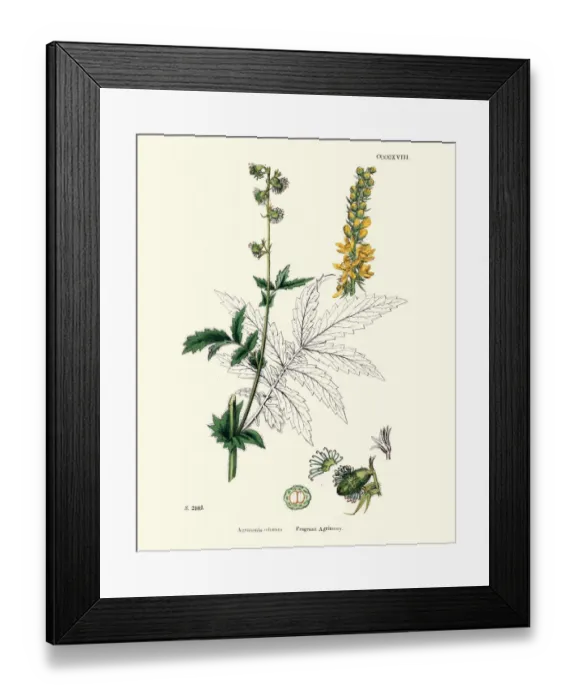 Framed Print : Plants, Agrimonia procera, Fragrant agrimony, 19th Century print Framed Print : Plants, Agrimonia procera, Fragrant agrimony, 19th Century print