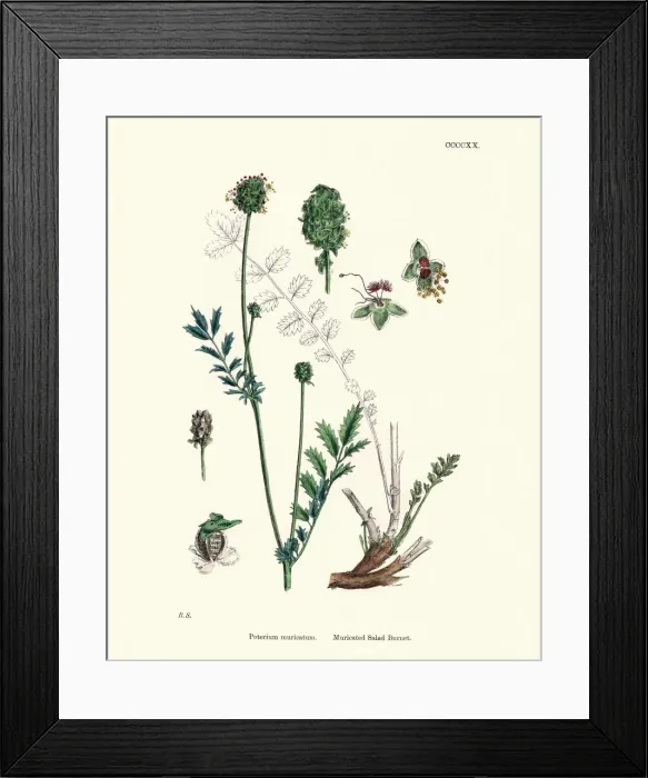 Framed Print : Plants, Poterium Muricatum, Muricated Salad Burnet, 19th Century print Framed Print : Plants, Poterium Muricatum, Muricated Salad Burnet, 19th Century print