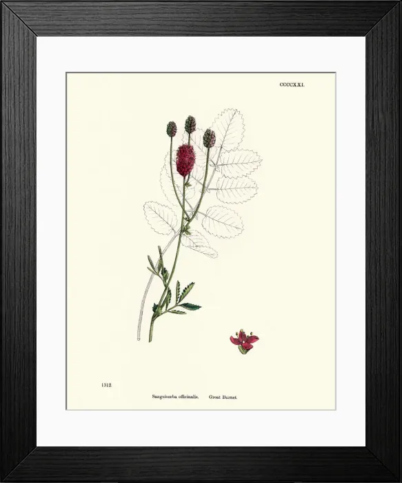 Framed Print : Plants, Sanguisorba officinalis, great burnet, 19th Century print Framed Print : Plants, Sanguisorba officinalis, great burnet, 19th Century print