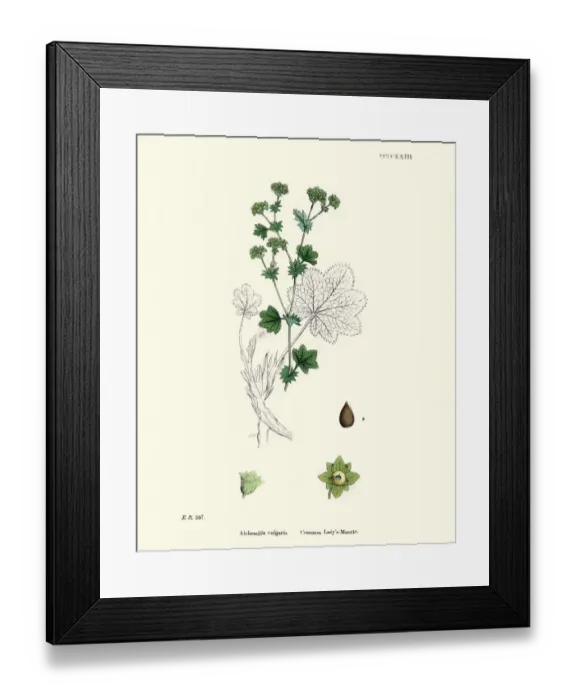 Framed Print : Plants, Alchemilla vulgaris, common ladys mantle, 19th Century print