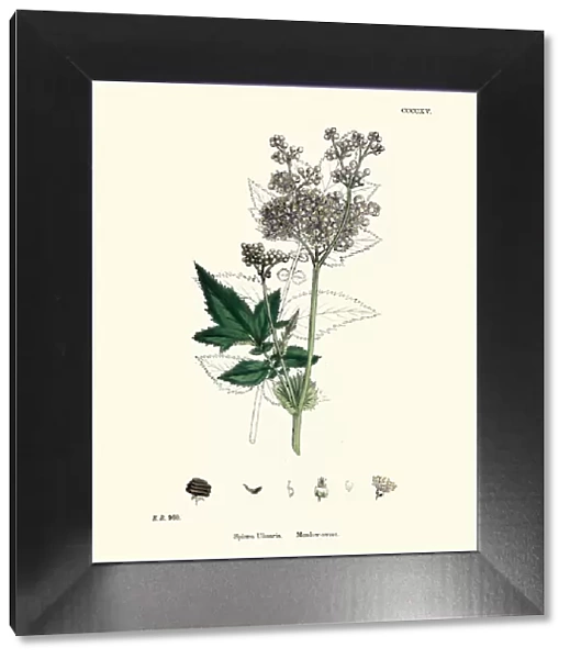 Plants, Filipendula ulmaria, Meadowsweet, 19th Century print