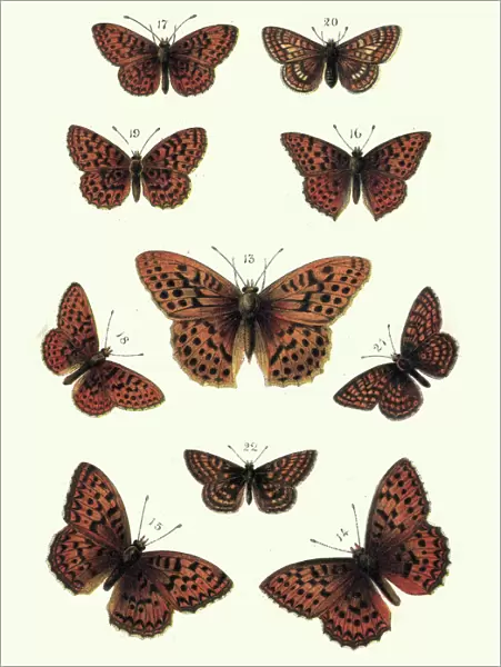 Butterflies, Fritillary, Butterfly