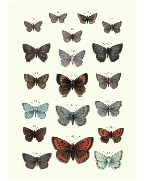 Butterflies, Brown hairstreak butterfly, Large copper, Blue, Argus