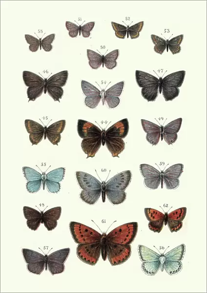 Butterflies, Brown hairstreak butterfly, Large copper, Blue, Argus