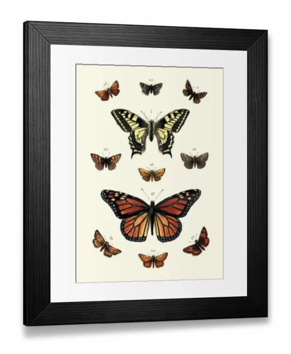 Framed Print : Butterflies, Swallow tail butterfly and Black veined brown, Skippers Framed Print : Butterflies, Swallow tail butterfly and Black veined brown, Skippers