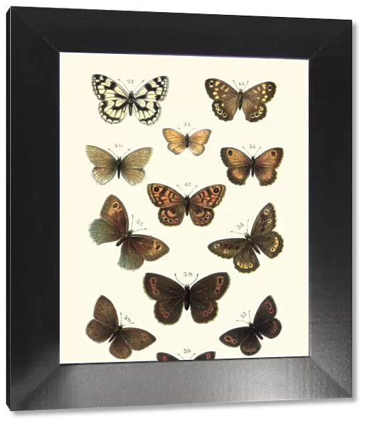 Lepidoptera, Butterflies, Marbled white butterfly, Heath, Brown, Ringlet, Greyling