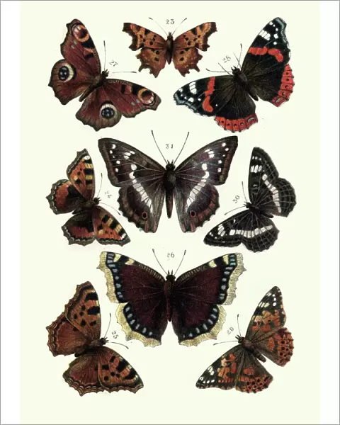 Lepidoptera, Butterflies, tortoiseshell butterfly, Red admiral, Painted lady