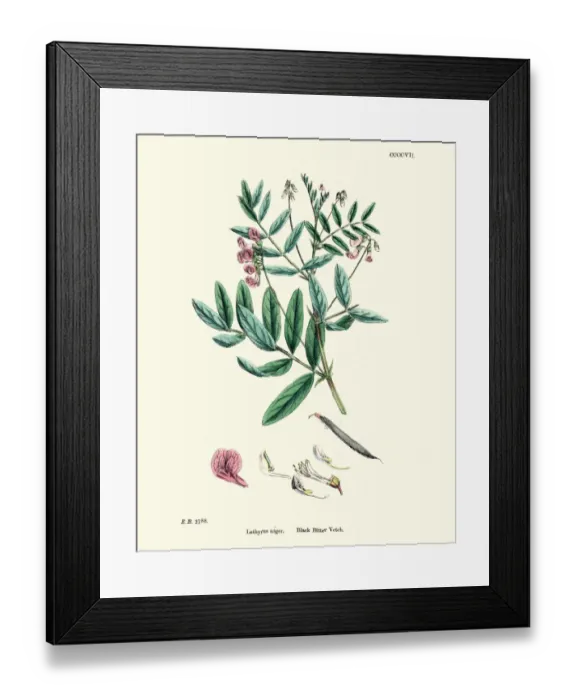 Framed Print : Lathyrus niger, black bitter vetch, Wildflower Floral Print Framed Print : Lathyrus niger, black bitter vetch, Wildflower Floral Print