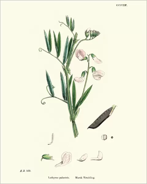 Wildflowers, Lathyrus palustris, marsh pea or vetchling, 19th Century