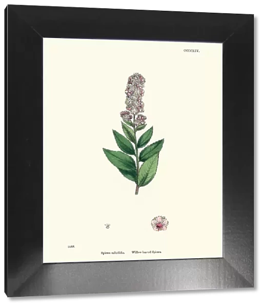 Spiraea salicifolia, bridewort, willowleaf meadowsweet, floral print