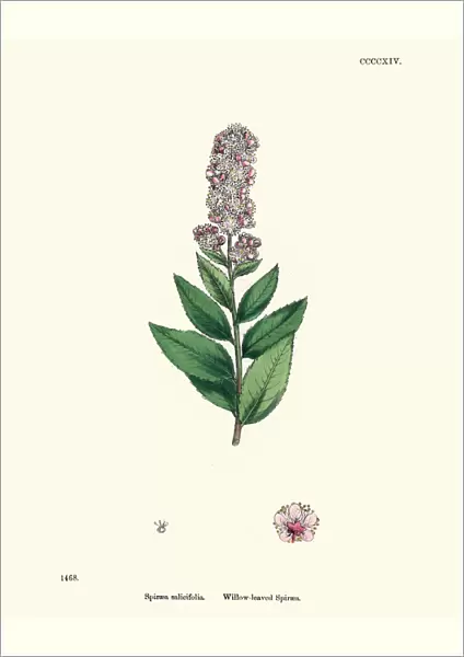 Spiraea salicifolia, bridewort, willowleaf meadowsweet, floral print