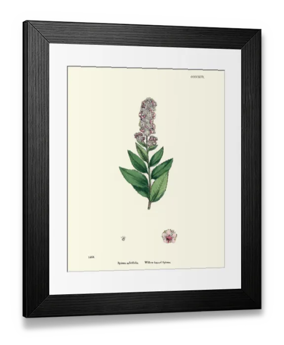 Framed Print : Spiraea salicifolia, bridewort, willowleaf meadowsweet, floral print Framed Print : Spiraea salicifolia, bridewort, willowleaf meadowsweet, floral print