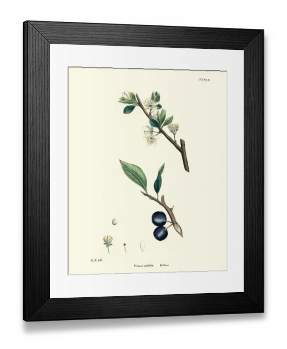 Framed Print : Prunus insititia, Bullace, Plum tree, Floral print Framed Print : Prunus insititia, Bullace, Plum tree, Floral print