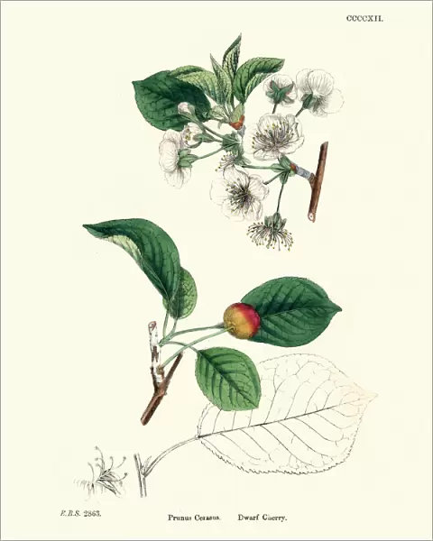 Prunus cerasus, sour cherry, tart cherry, or dwarf cherry