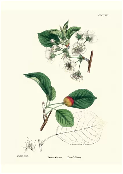 Prunus cerasus, sour cherry, tart cherry, or dwarf cherry