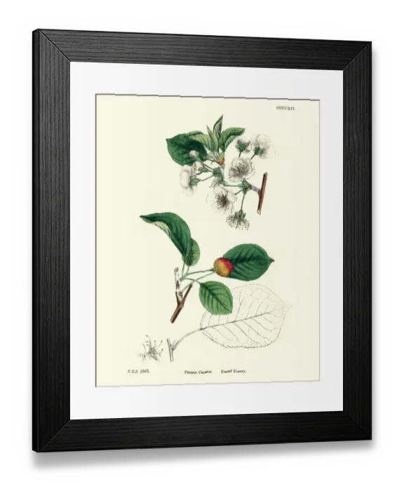 Framed Print : Prunus cerasus, sour cherry, tart cherry, or dwarf cherry Framed Print : Prunus cerasus, sour cherry, tart cherry, or dwarf cherry