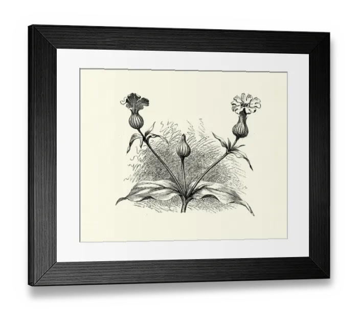 Framed Print : Woodcut engraving of White campion, Silene latifolia Framed Print : Woodcut engraving of White campion, Silene latifolia