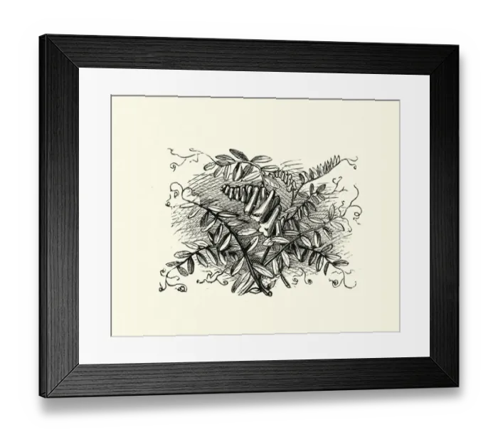Framed Print : Woodcut engraving of Vicia cracca, tufted vetch Framed Print : Woodcut engraving of Vicia cracca, tufted vetch