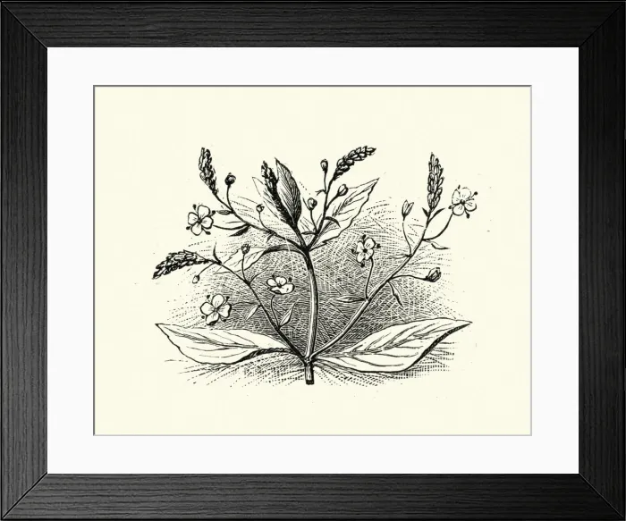 Framed Print : Woodcut engraving of Veronica beccabunga, brooklime Framed Print : Woodcut engraving of Veronica beccabunga, brooklime