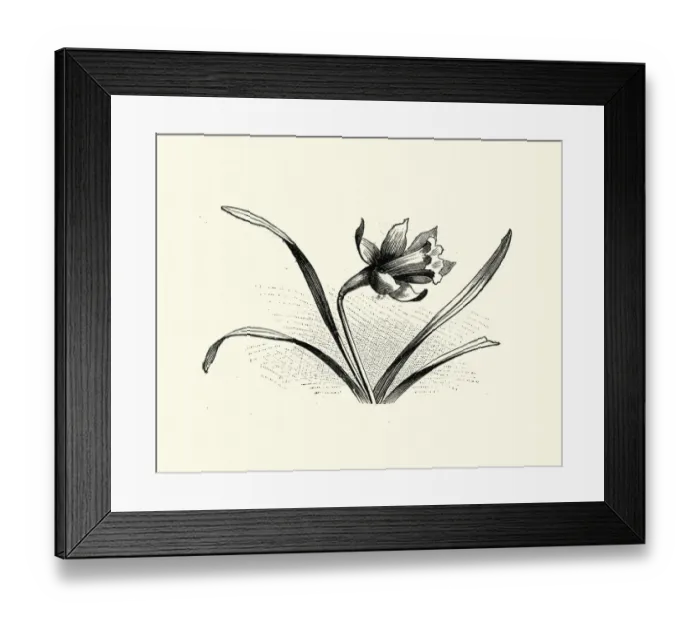 Framed Print : Woodcut engraving of a Daffodil Framed Print : Woodcut engraving of a Daffodil