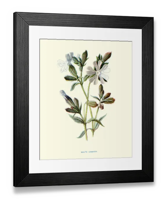 Framed Print : Wild Flowers, White campion, Silene latifolia, dioecious flowering plant Framed Print : Wild Flowers, White campion, Silene latifolia, dioecious flowering plant
