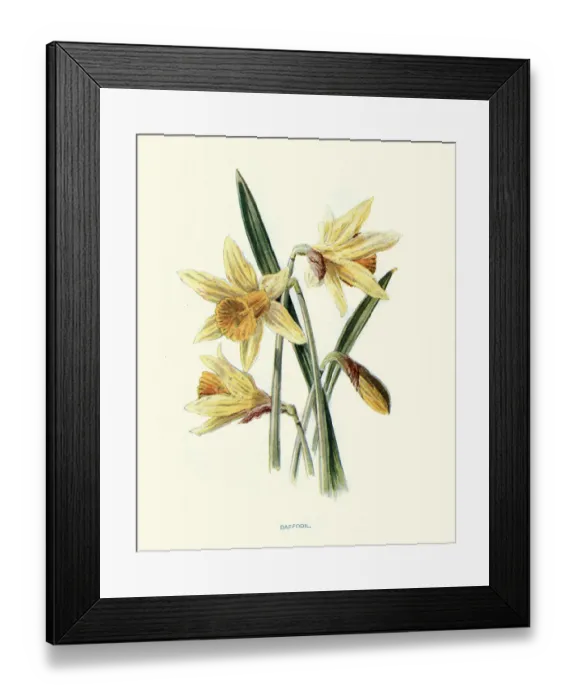 Framed Print : Daffodil, Narcissus Framed Print : Daffodil, Narcissus