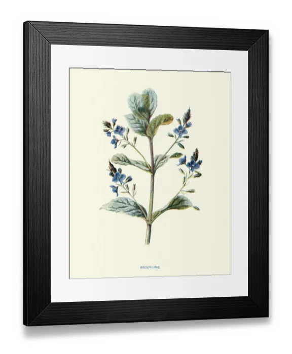 Framed Print : Speedwell or brooklime, Veronica beccabunga, succulent herb Framed Print : Speedwell or brooklime, Veronica beccabunga, succulent herb
