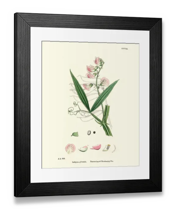 Framed Print : Lathyrus sylvestris, flat pea or narrow-leaved everlasting-pea Framed Print : Lathyrus sylvestris, flat pea or narrow-leaved everlasting-pea