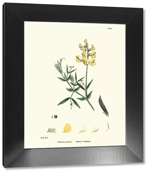 Flora, Lathyrus pratensis, meadow vetchling