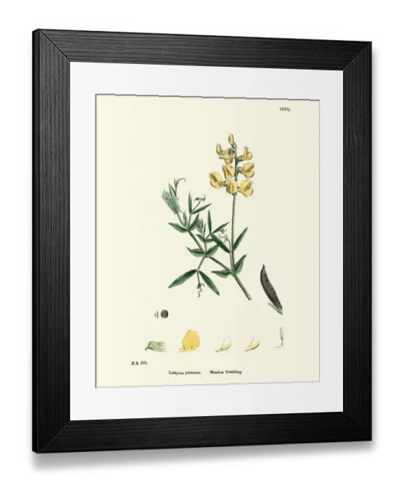 Framed Print : Flora, Lathyrus pratensis, meadow vetchling Framed Print : Flora, Lathyrus pratensis, meadow vetchling